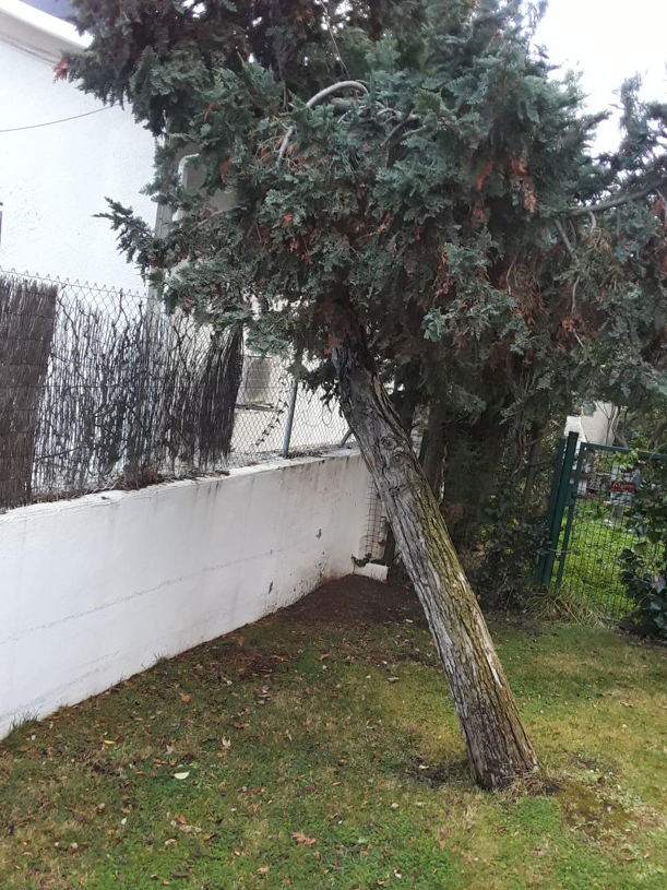 Tala urgente de árbol con riesgo de caída en Las Rozas de Madrid